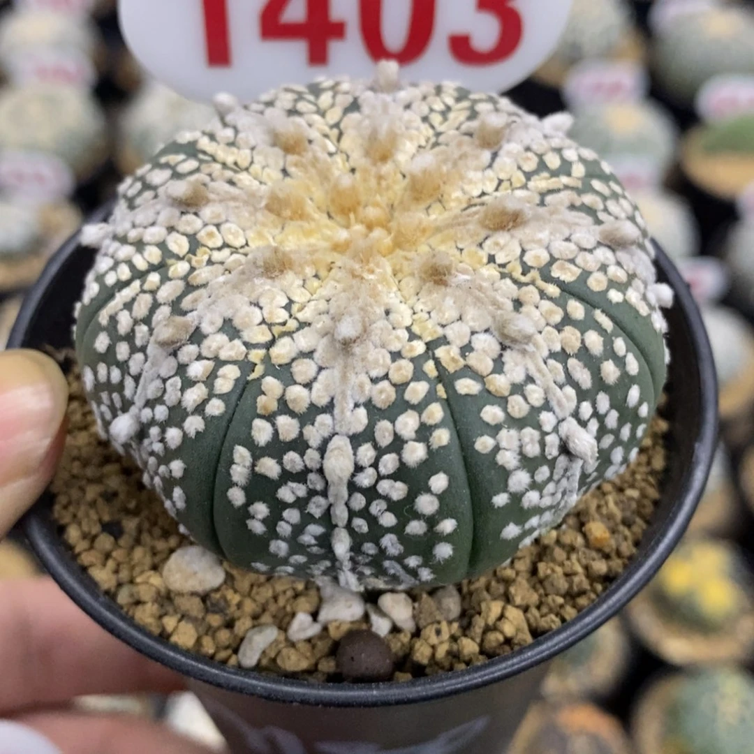 1403长谷川皇冠奇迹兜