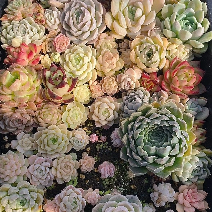 330 多肉植物盆栽花卉植物