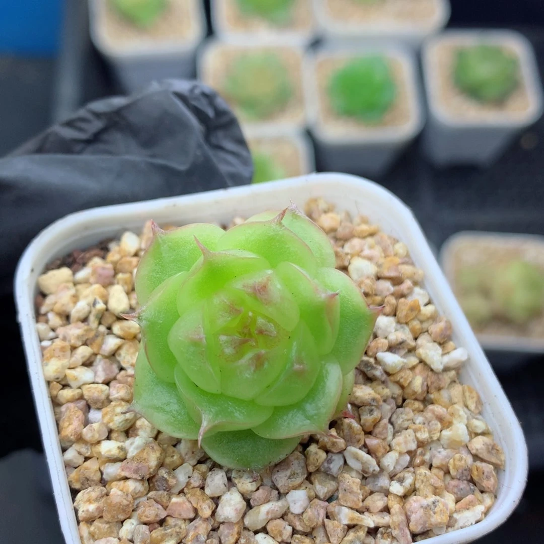 58包邮  群生不包整麦秆36