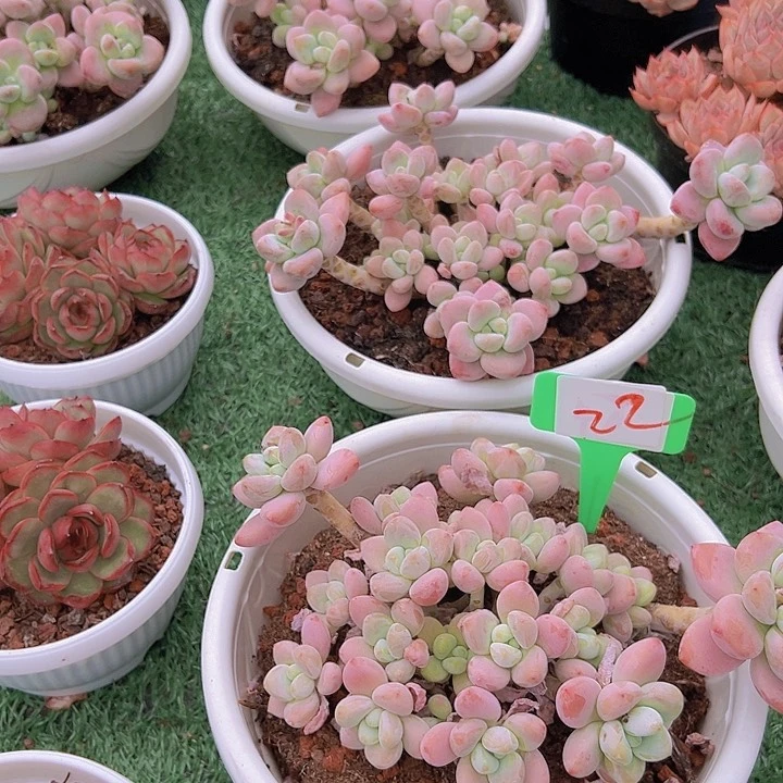 22红洛神一多肉植物