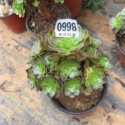 660黑魔不包断枝