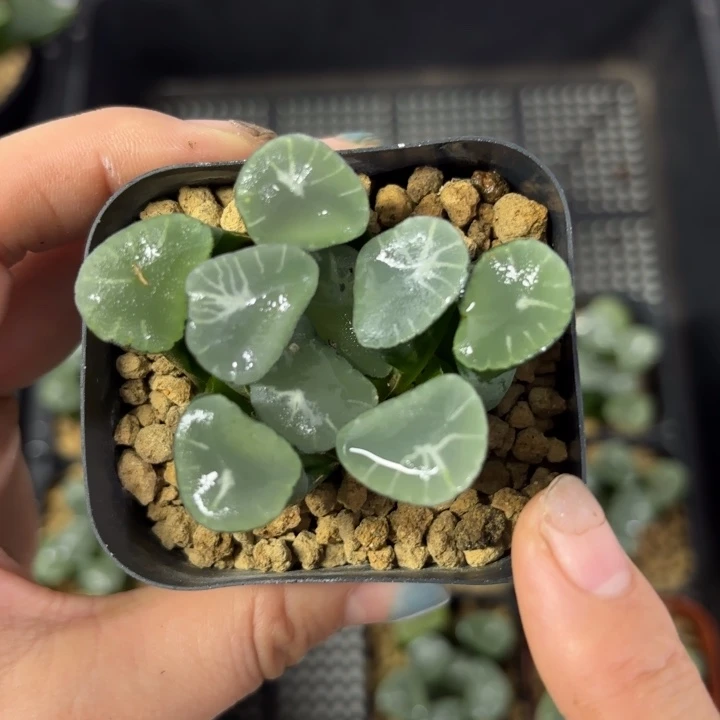 望乡万象多肉植物