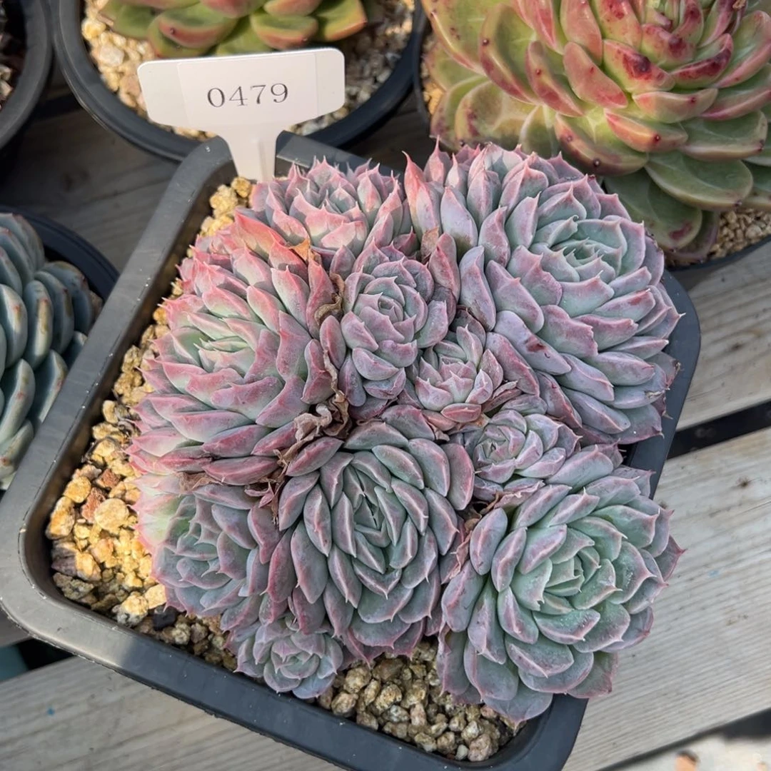 莲*蕊0479多热多多多多多