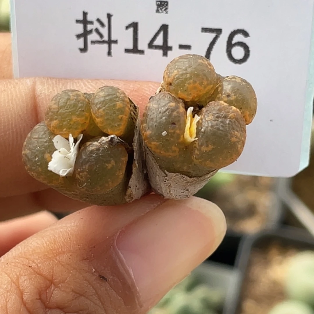 14-76勋章多肉植物