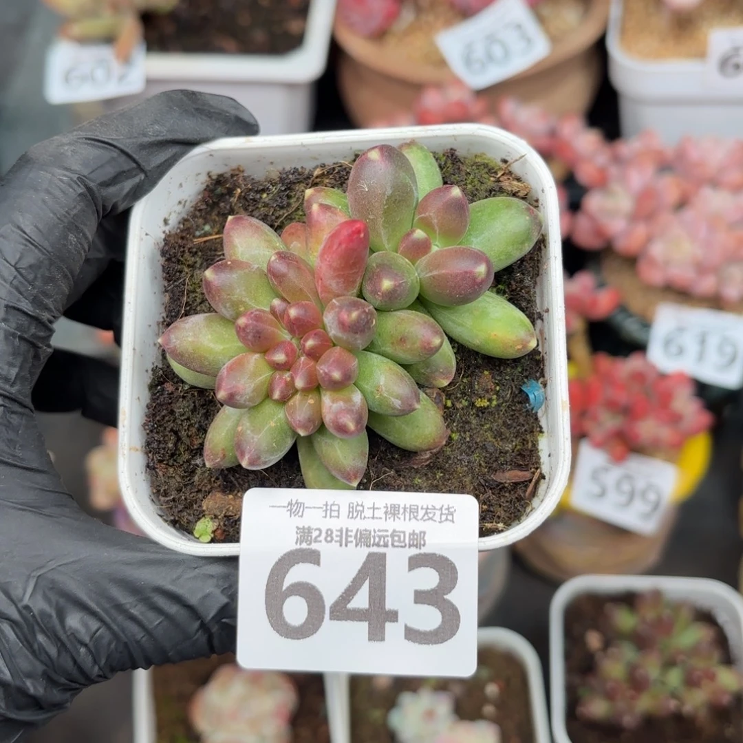 南非钻石无盆土发货