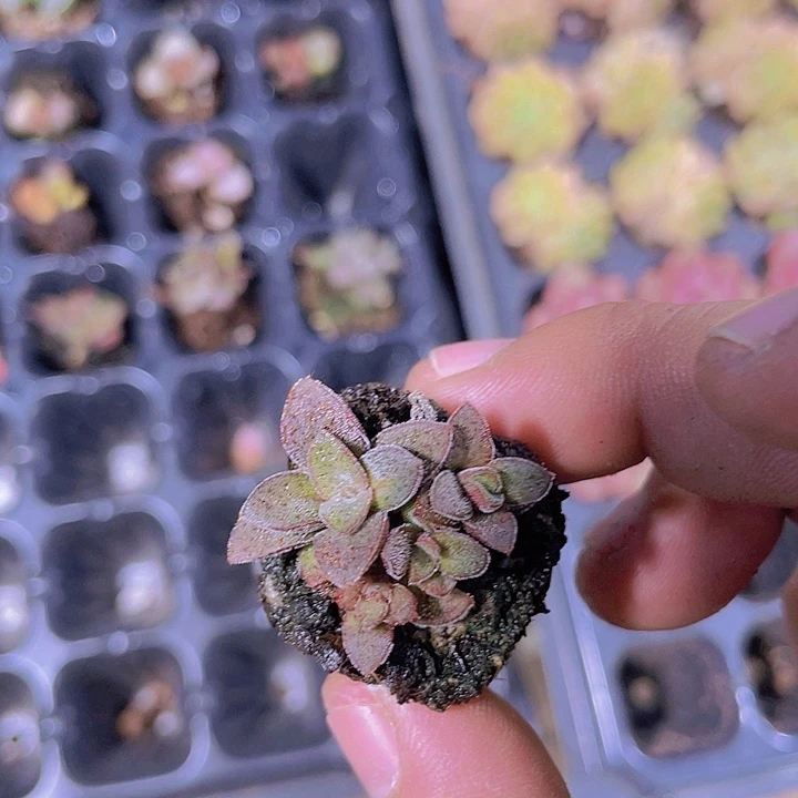 小无敌【满10颗包邮】