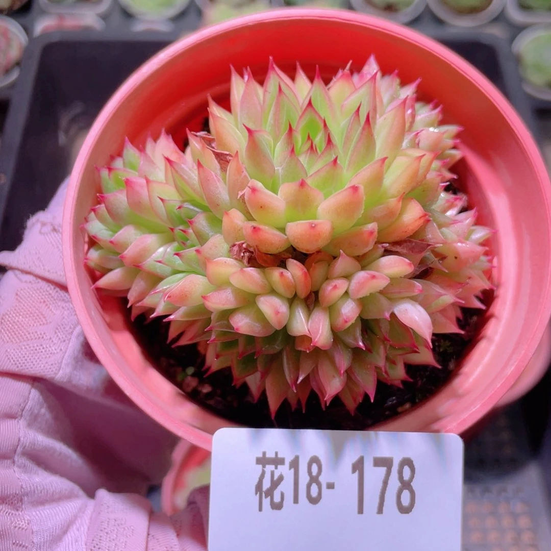 花利美18-178女雏