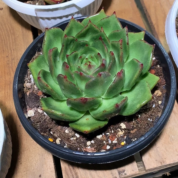 美肉特价活动开始啦