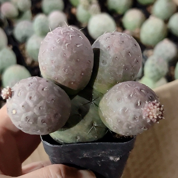 习志野自根仙人球