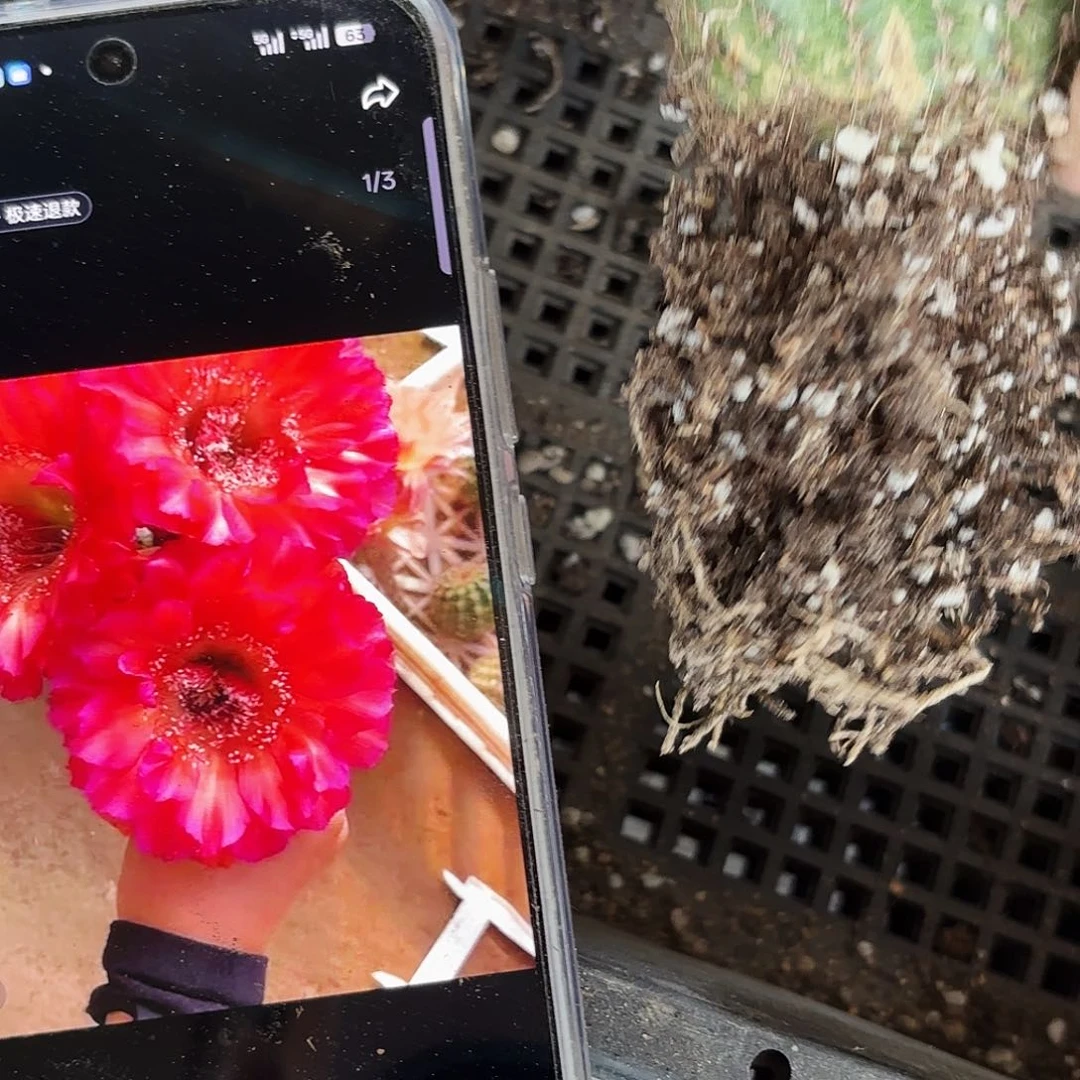 有根闪耀瑕四五公分20包邮地上