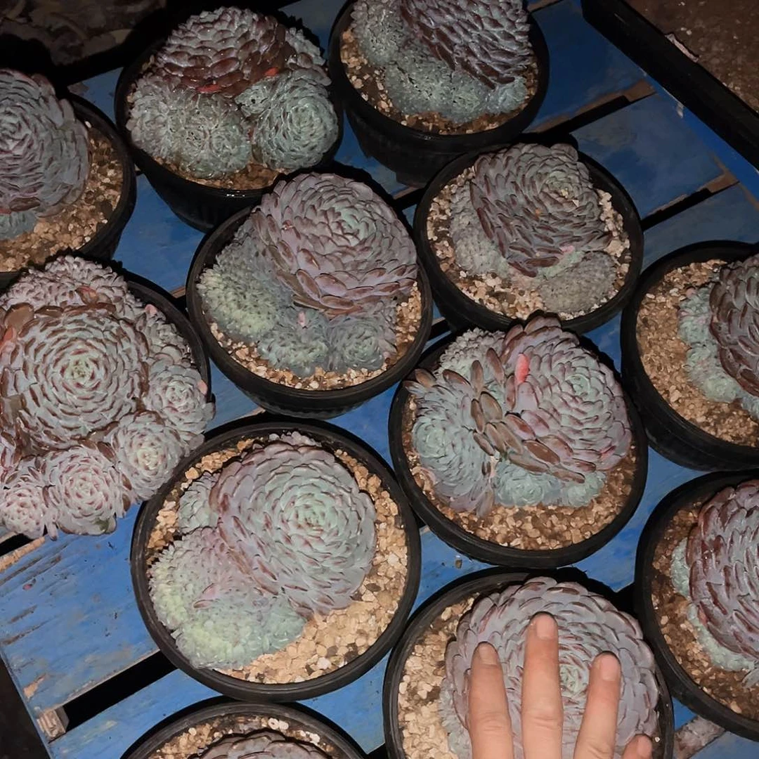 白胖子缀18.88多肉植物