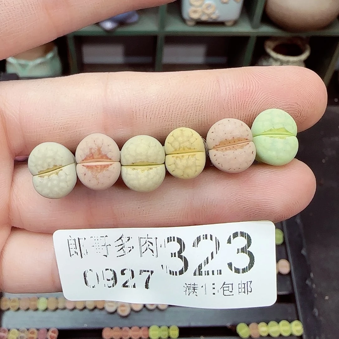 m***m满满18包邮0927-323