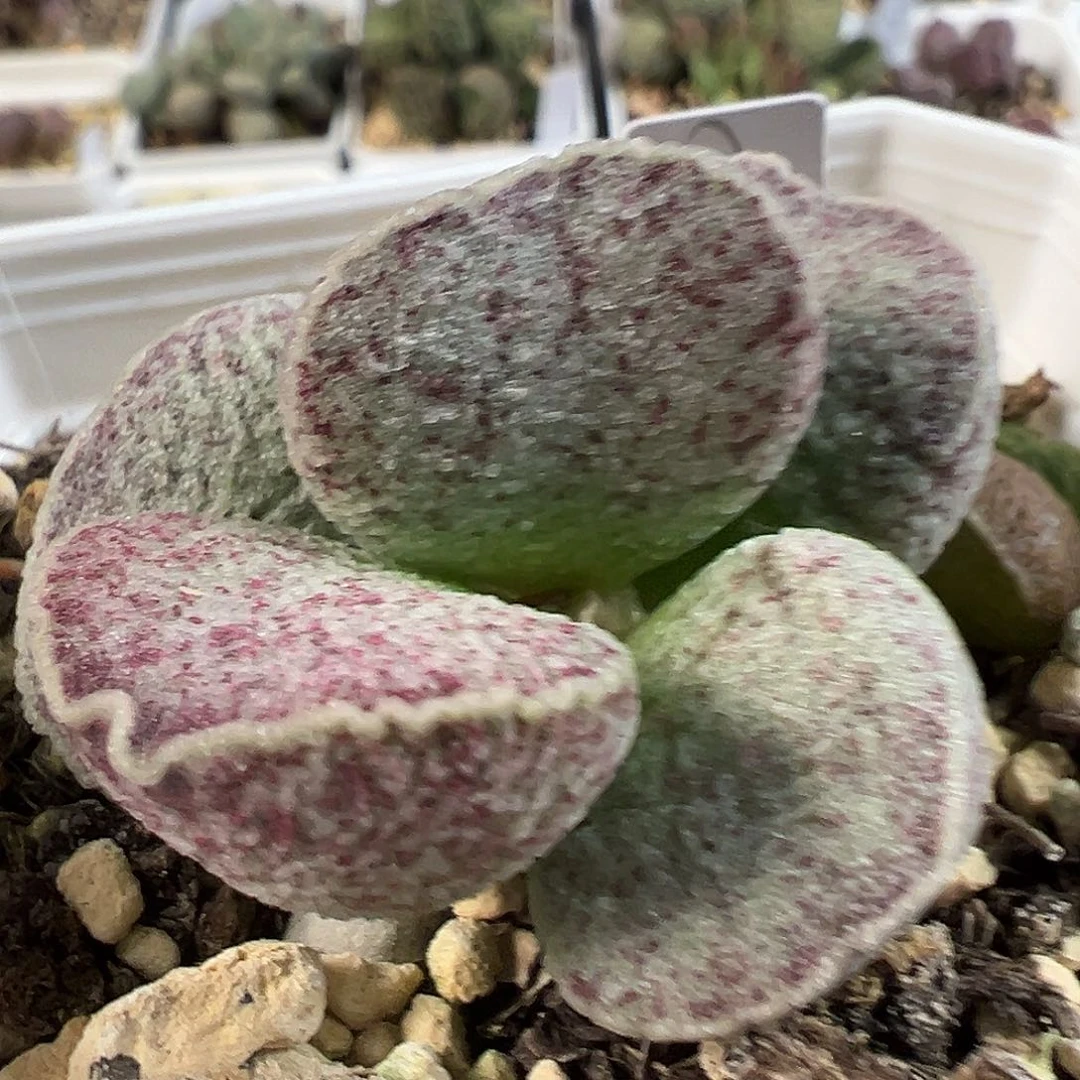 茶 斑点冰晶颗粒款实生