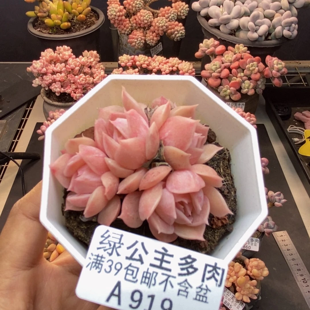 919昂斯诺多肉5c m