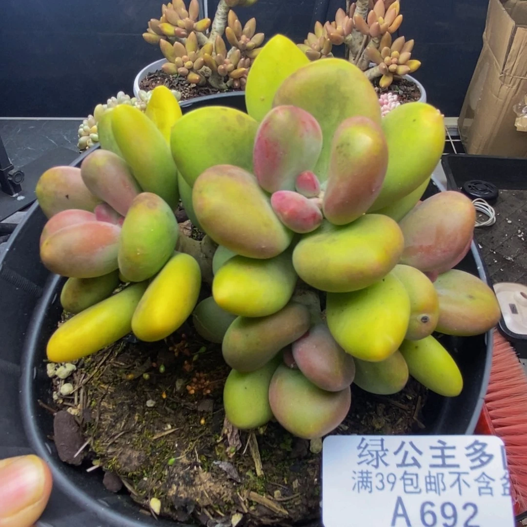 692芒果奶多肉11c m