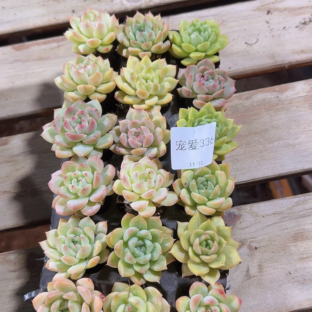 直播福利一物一拍336