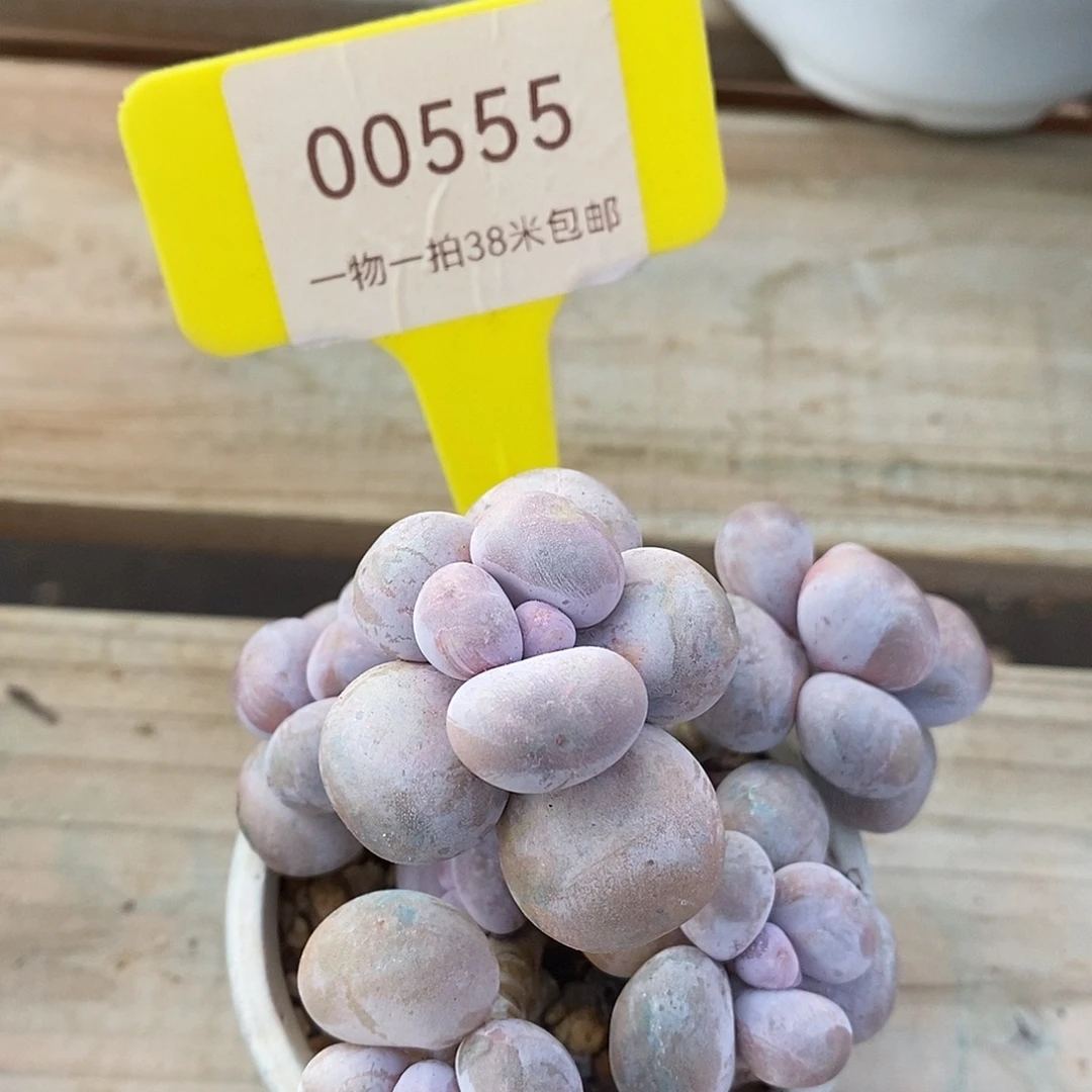 00555奥体骨头我奥