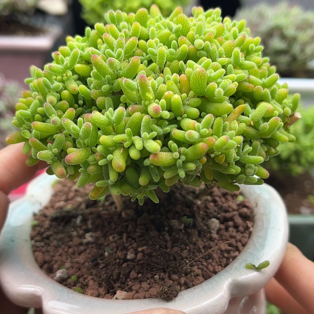 50蜜桔带盆优选枝干