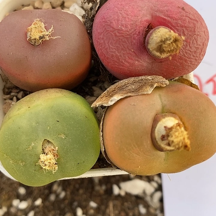 2828母本彩蟠桃一组