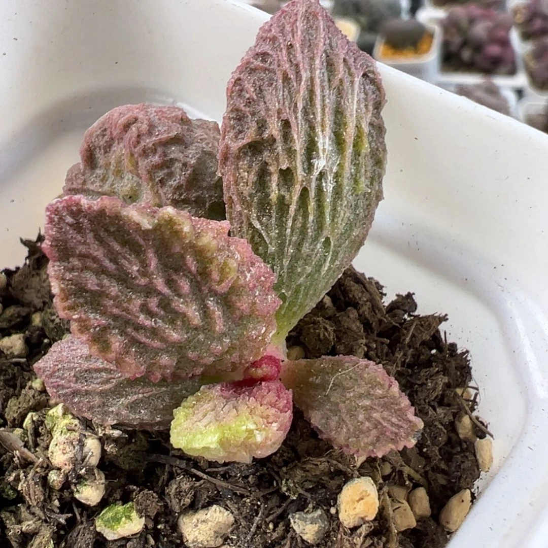 辛*大鱼海棠带倒刺多肉植物水泡