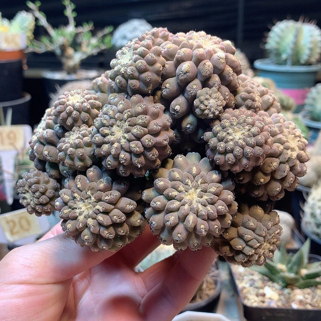 爆头群苗接没根