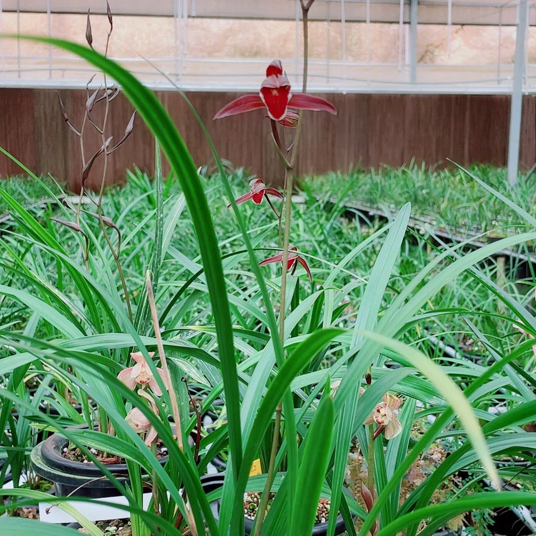 燕***行完全开放一物一漂亮开花