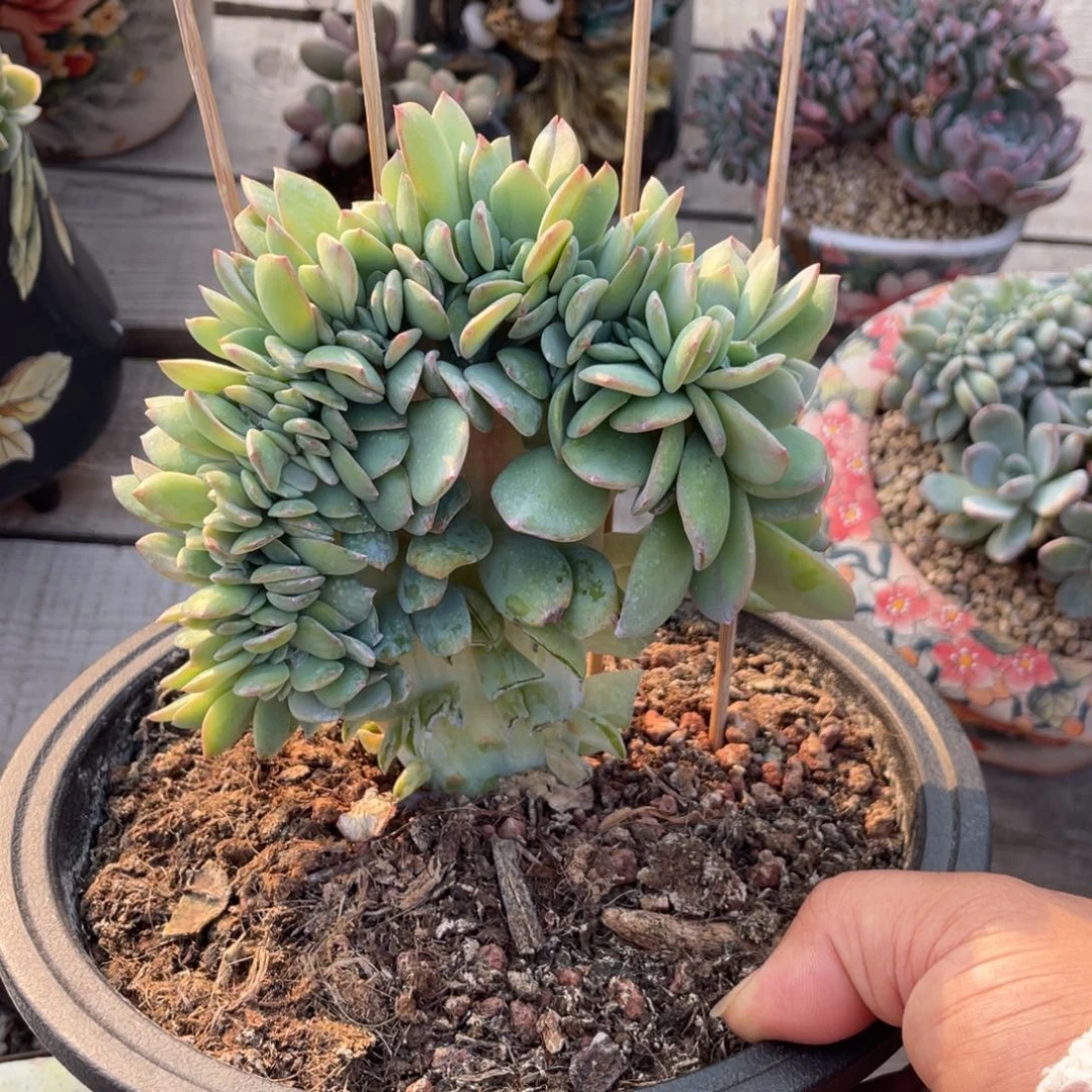 白凤整板缀化小树