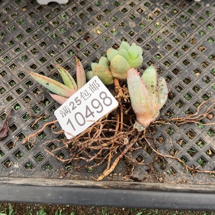 组合498，一物一拍