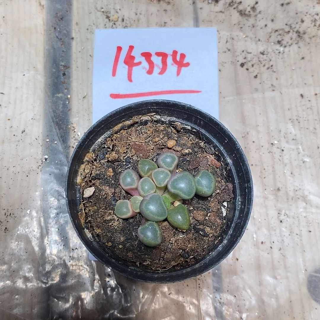 小***爱14334。  五十林。