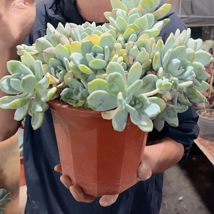 冷香老桩多盆栽植