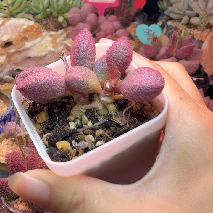水蜜桃的味道真的很好