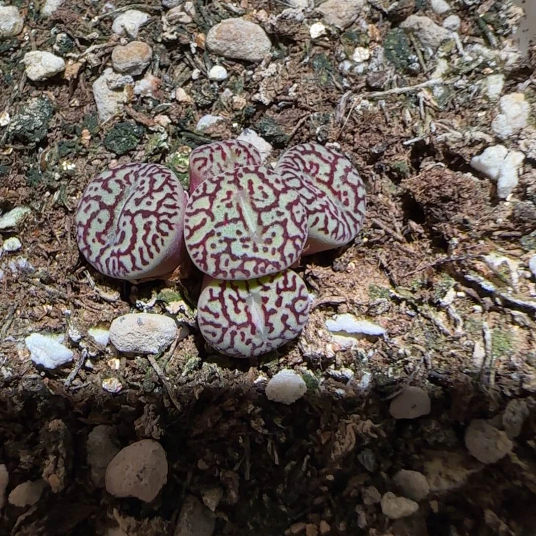 肉锥多肉植物百科-rr714墨1638