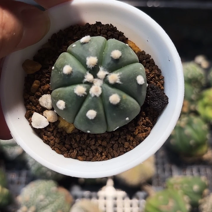 实生侧芽琉璃福袋