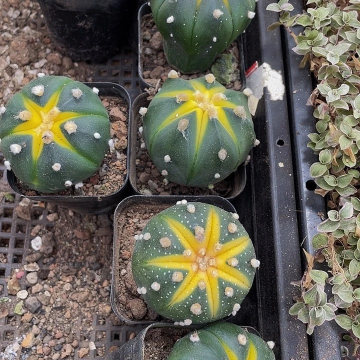 星兜锦带盆土发货