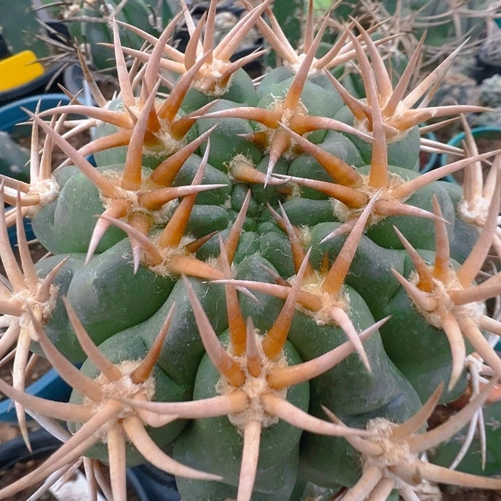 翘刺碧岩玉。 火焰刺。 苗接。