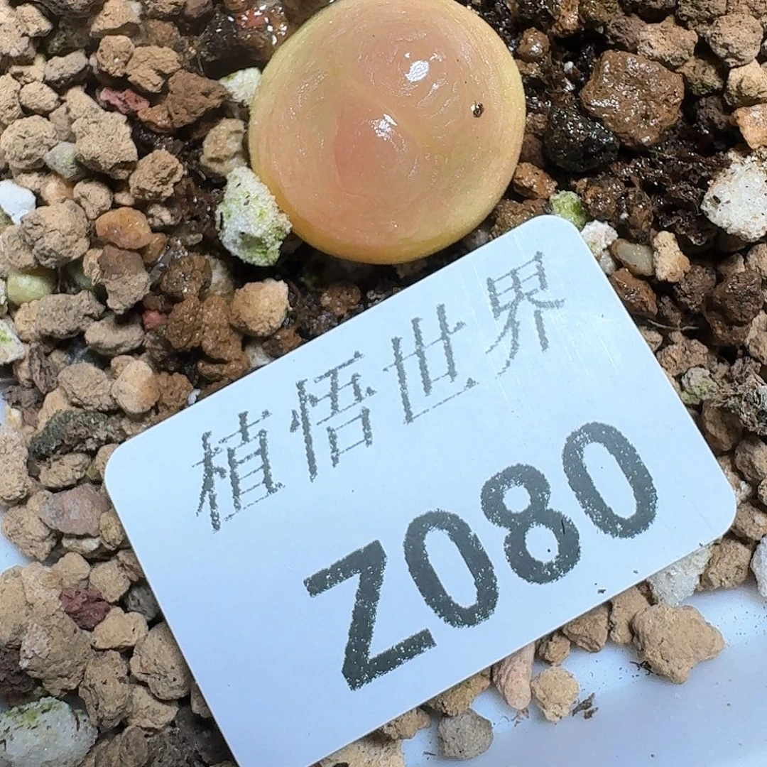 080号多肉植物哇f v