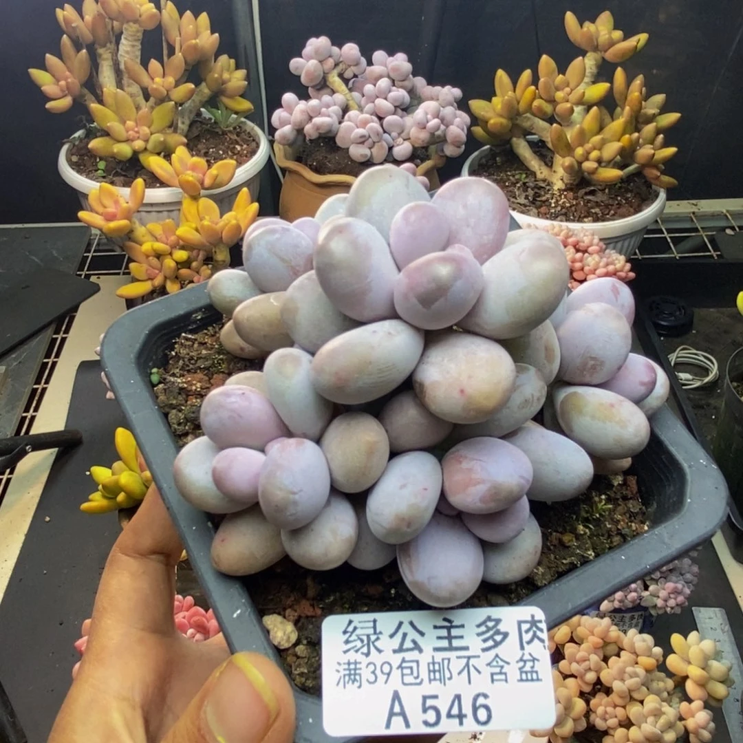 546水光针多肉9c m