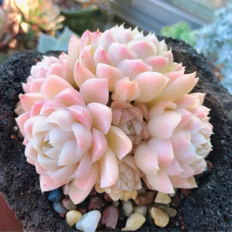 【满9.9包邮】白月影8cm盆2头起脱土多肉植物以直播间展示为主