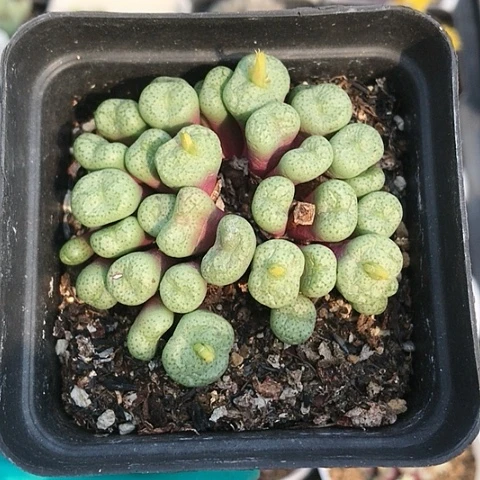 多肉肉锥 小麻团