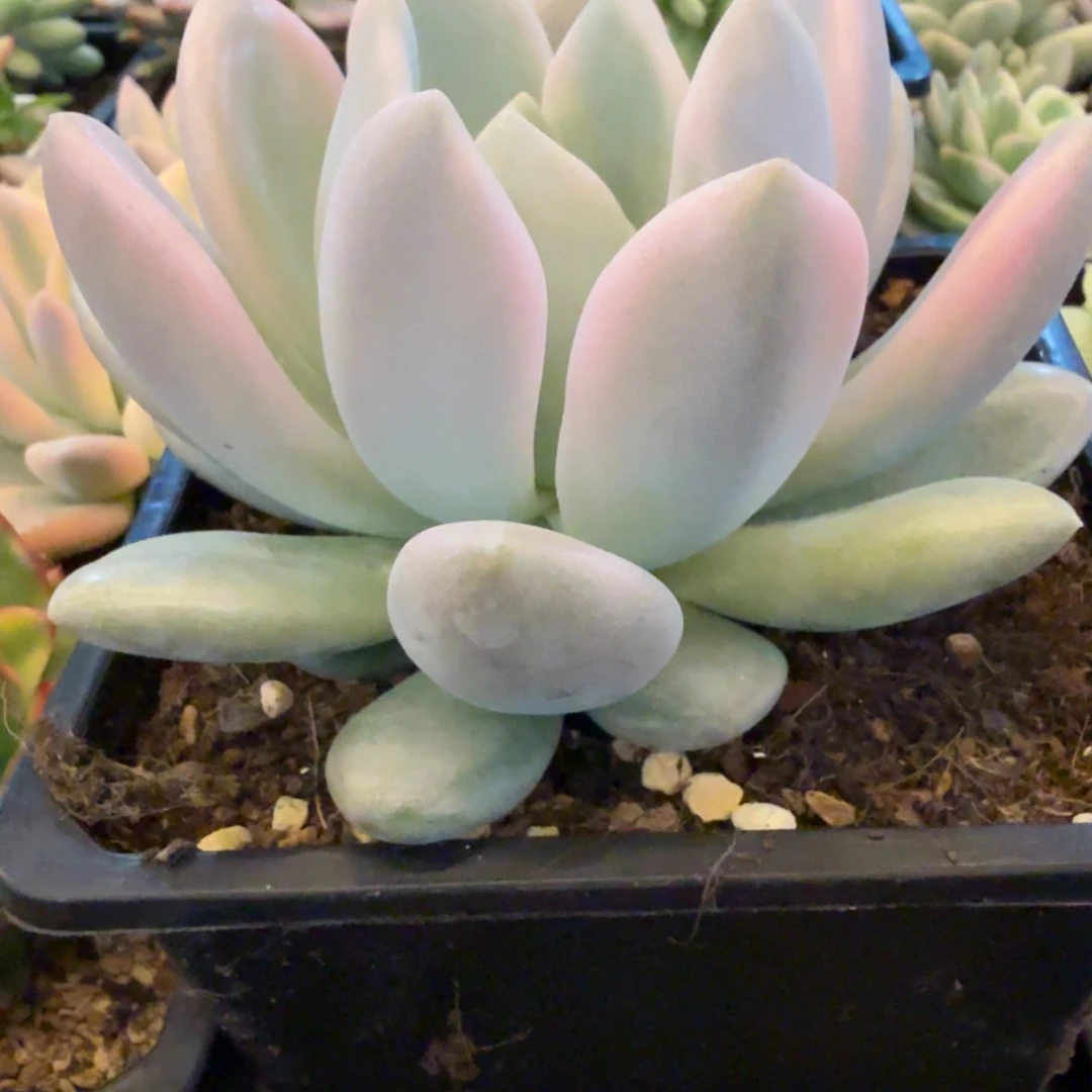 奥普 安吉园艺锦锦