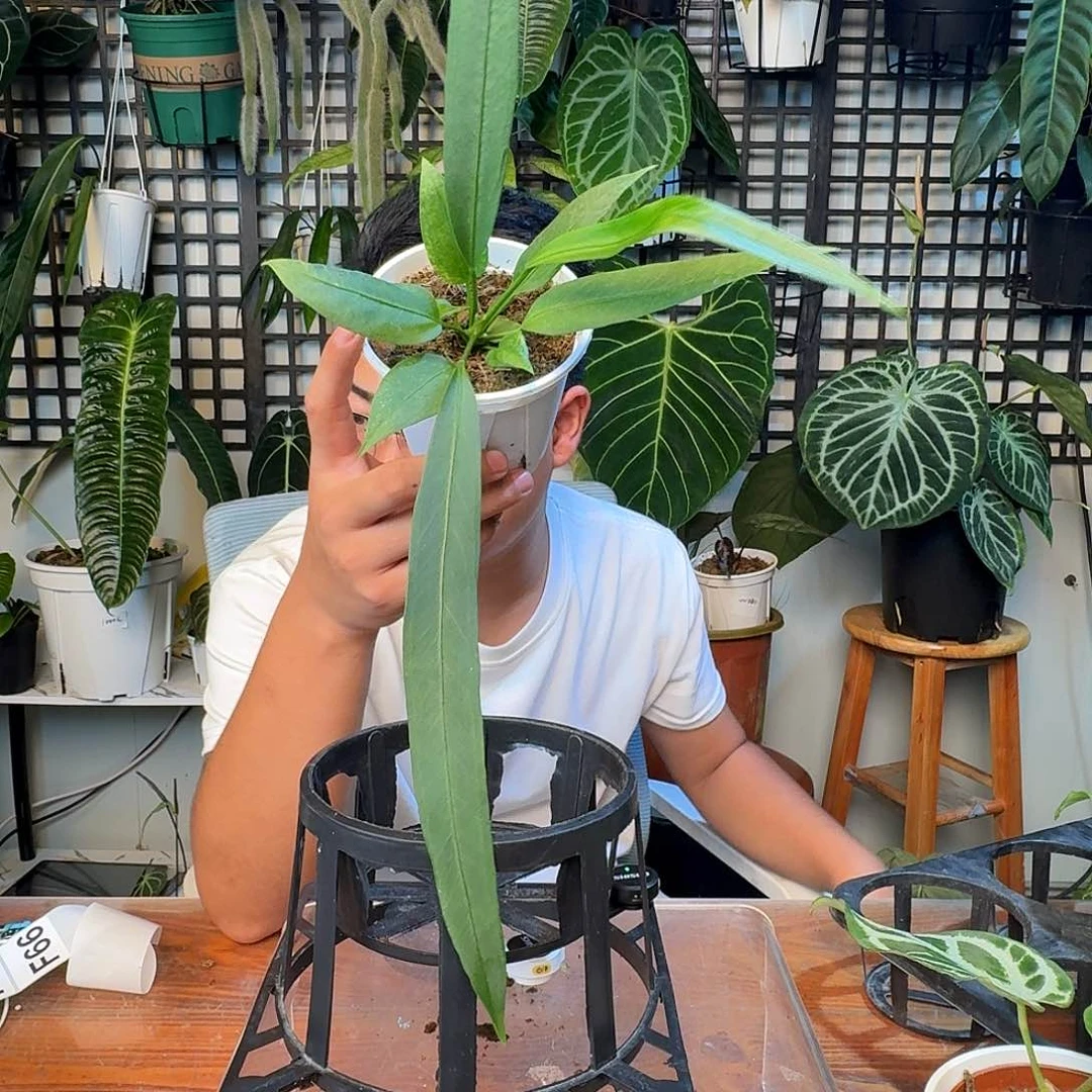 无花朵一物一拍F66