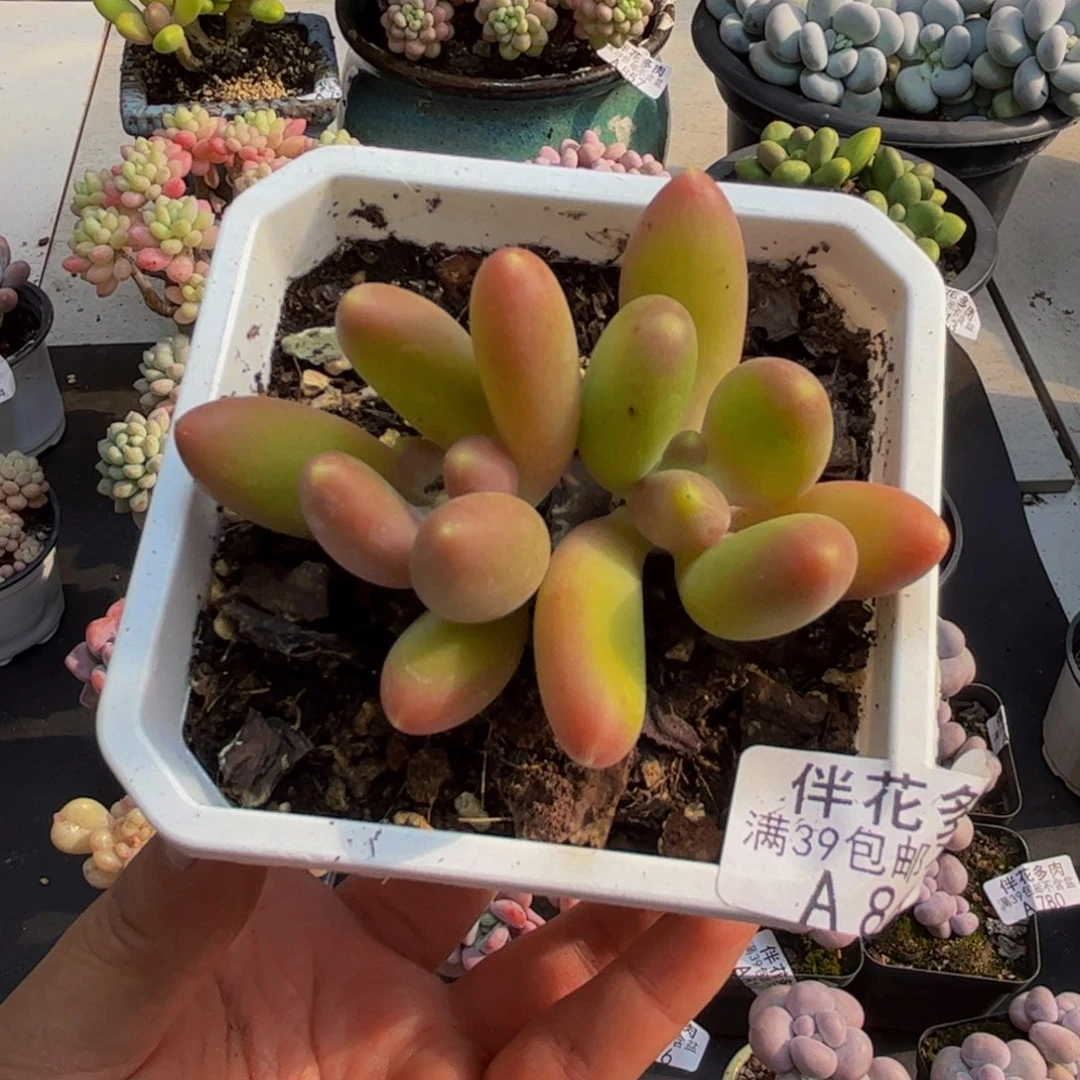 866芒果苗5cm多肉