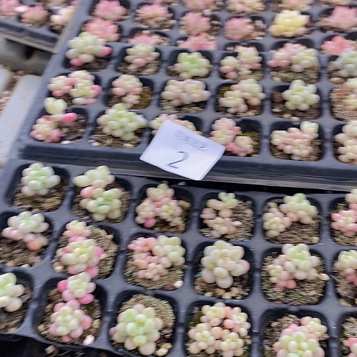 2 多肉植物盆栽花卉