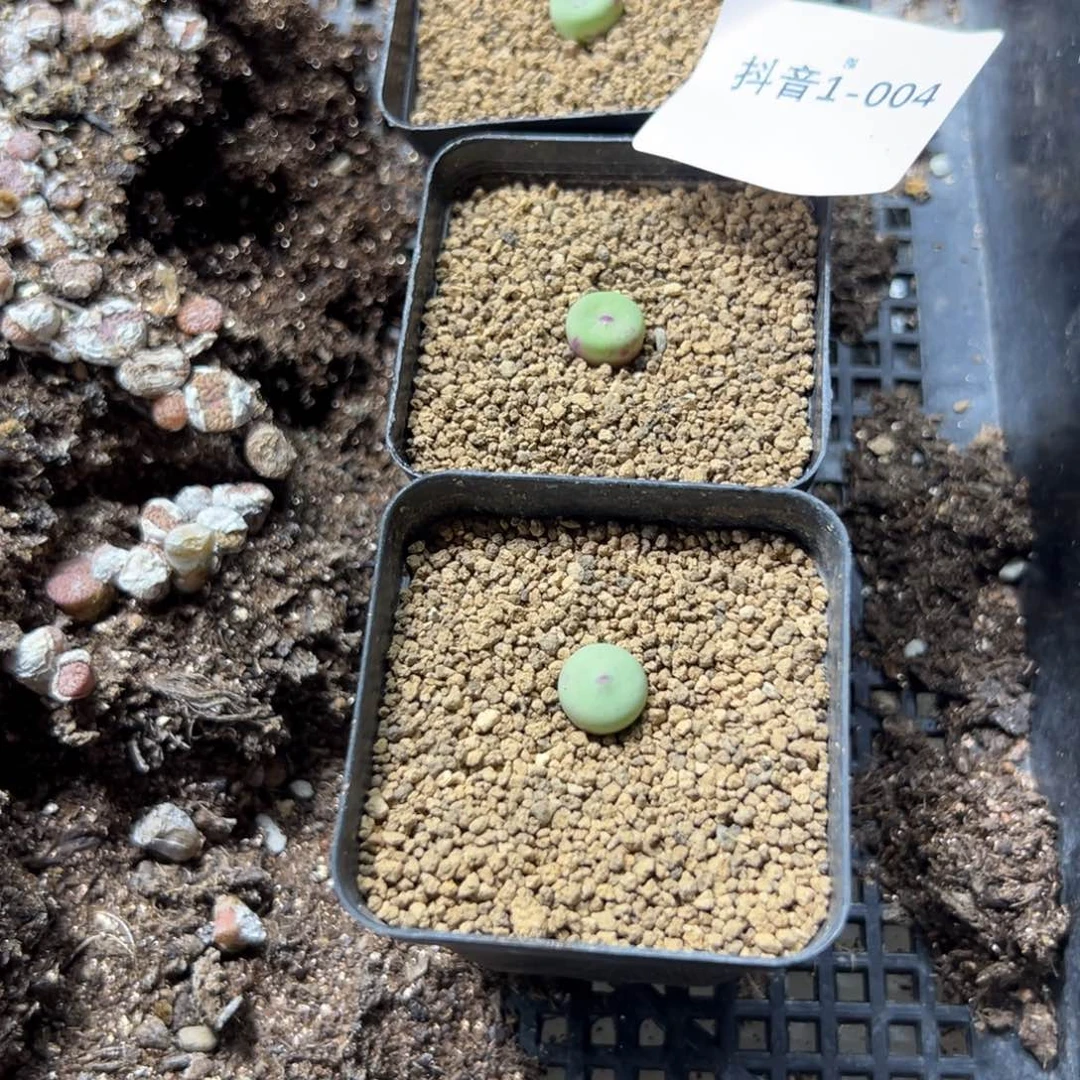 1-04量拍紫皮大红嘴一颗。多肉