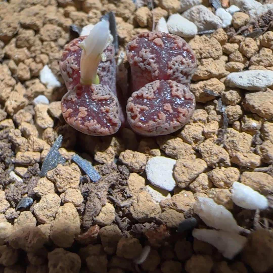 肉锥多肉植物组合-3km勋章1428