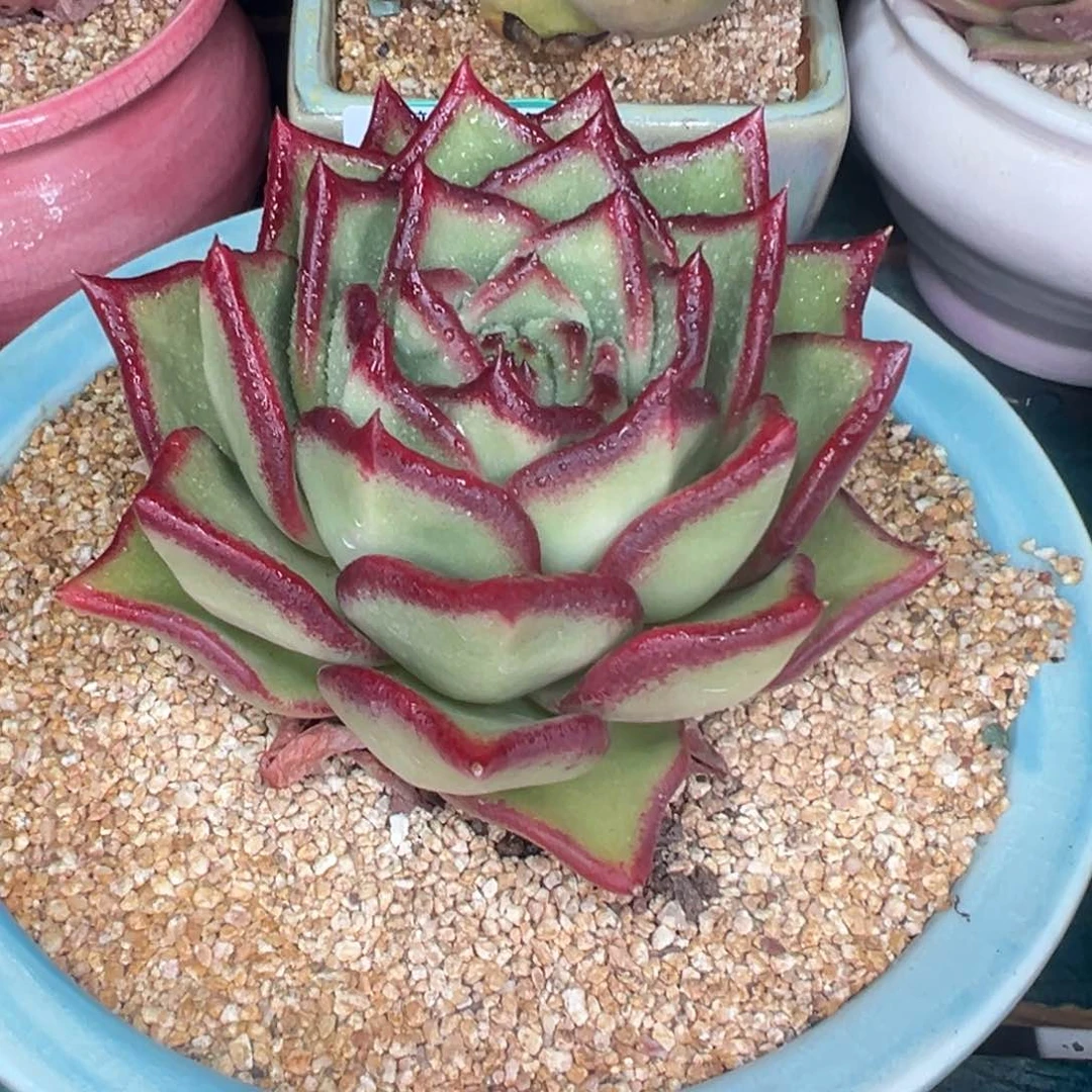 多肉一物一拍0202-217