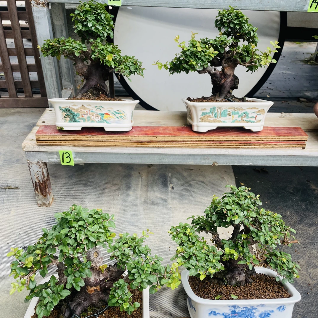 老桩雀梅 矮霸雀梅  盆景七贤之首 盆景花卉 红芽雀梅 雀梅盆景桩