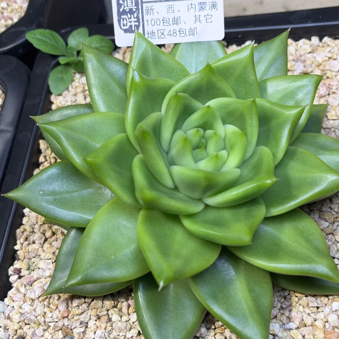 689………………………………星萌