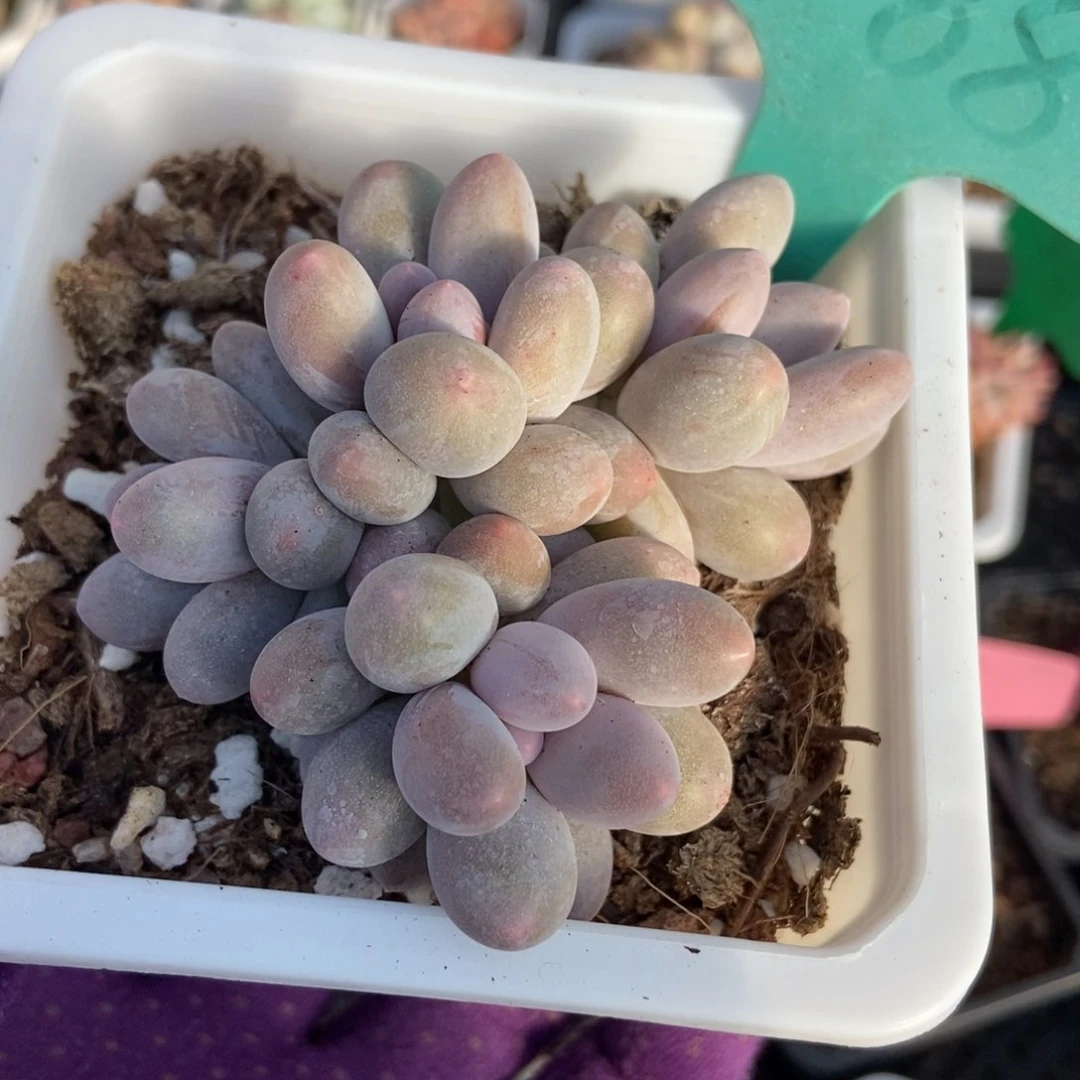 1888汤圆多肉植物