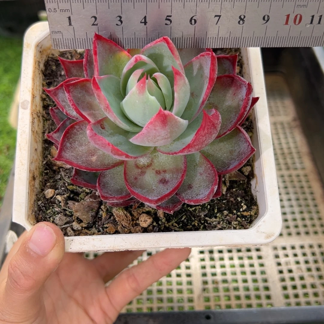 表妹精品多肉1624.